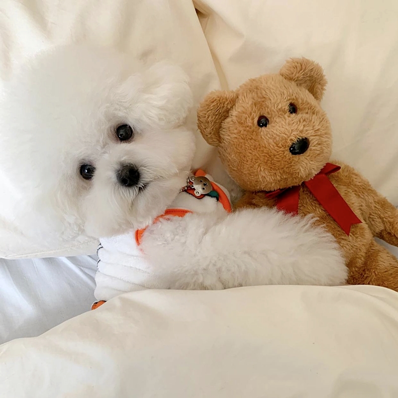 Mooie Kleine Hond Konijn Patro - Winter Clothing For Dogs recensie en prijs